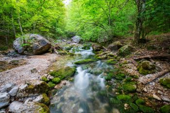 Beautiful small river in green forest