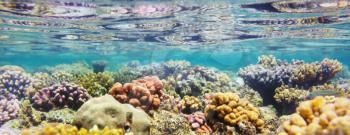 Living Coral reef in Red Sea, Egypt. Natural unusual background.