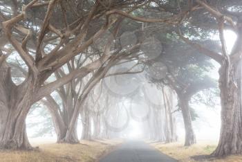 Misty trees alley in foggy weather. 