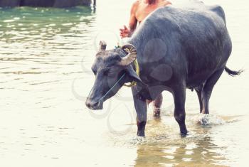 Black bull in the river, Nepal