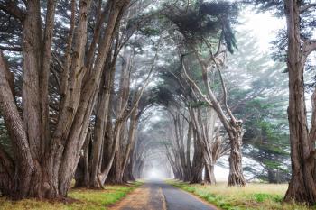 Green trees tunnel. Natural background.