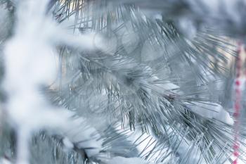Christmas theme- frozen pine. Christmas and New Year holidays background, winter season. Christmas greeting card.