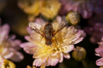 Wasp on the flower in summer garden