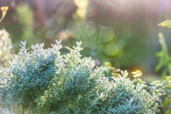 Green plants  in summer garden