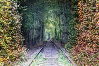 Trees tunnel in early autumn season