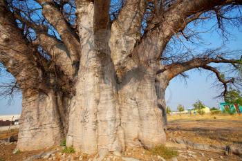 baobab tree in Namibia, Africa