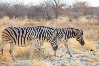 African plains zebras on the dry brown savannah grasslands browsing and grazing. African safari background
