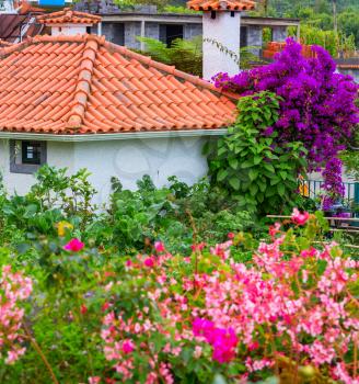Colorful house in blossoming garden