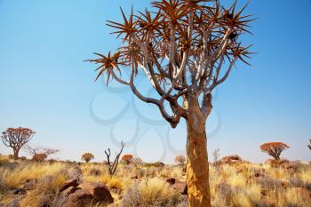 Joshua tree in Arizona desert along road. Travel background.