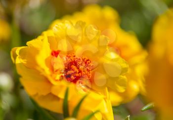 Amazing colorful flower in summer garden