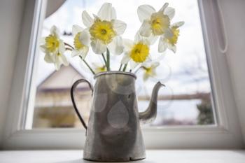 daffodils in tea pot on windowsill