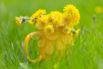 Yellow  dandelions in a yellow cup on a green lawn
