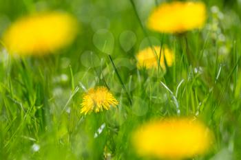 Yellow  dandelions in a yellow cup on a green lawn