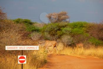 Tourist attraction on african safari in Namibia