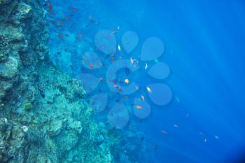 Living Coral reef in Red Sea, Egypt. Natural unusual background.