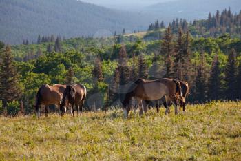 a herd of horses in a autumn meadow