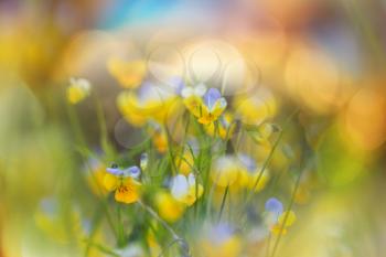 Beautiful wildflowers on a green meadow in summer season. Natural background.