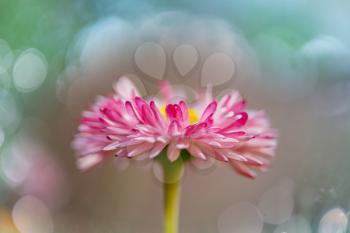 Amazing colorful flower in summer garden