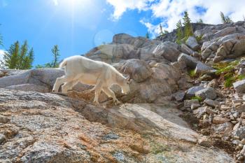 Wild  Mountain Goat  in Cascade mountains