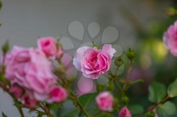 Pink Rose, beautiful nature background