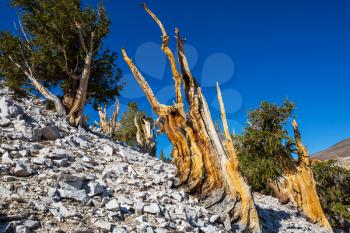 Ancient Bristlecone Pine Tree showing the twisted and gnarled features.California,USA.