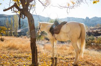 Horses grazing in Cappadocia in the fall season, Turkey