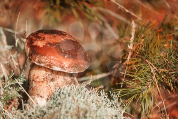 Mushrooms in the autumn forest