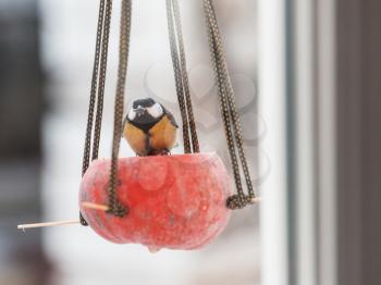 Greater titmouse bird sitting on a seed-can. winter season snow cold