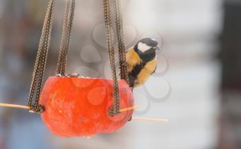 Greater titmouse bird sitting on a seed-can. winter season snow cold