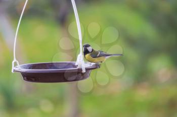 Greater titmouse bird sitting on a seed-can. winter season snow cold