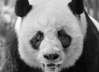 Black white photo of giant panda