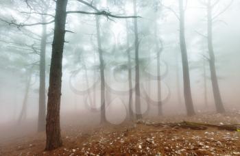 Magic misty forest. Beautiful natural landscapes.