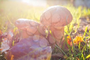 Edible mushrooms in a autumn forest