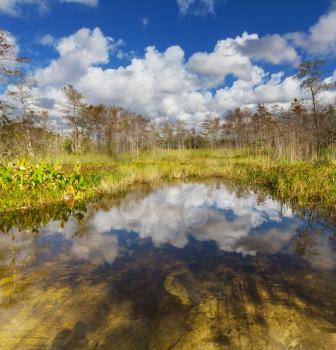 Bald Cypress Trees  in a florida swamp