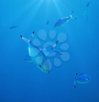 Coral fish in  Red Sea,Egypt