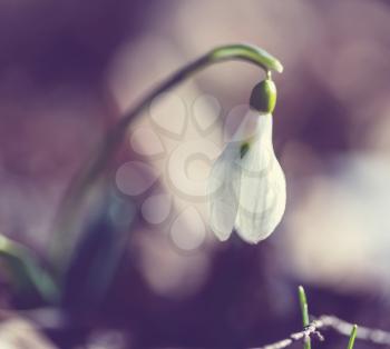 snowdrops