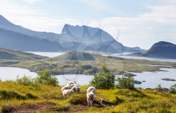 Sheeps  in Norway