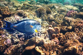 fish under water