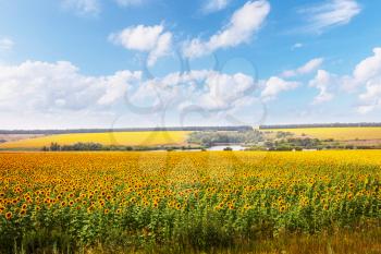 Sunflowers