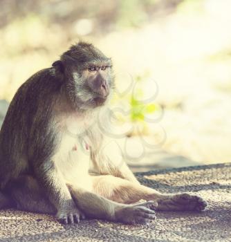 monkey in Thailand