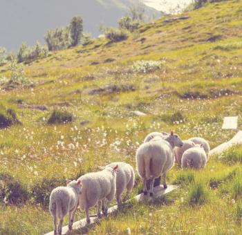 Sheeps  in Norway