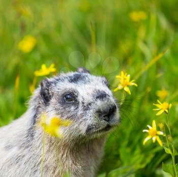 Marmots on meadow