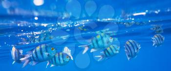 Coral fish in  Red Sea,Egypt