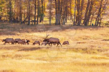 deers in Rocky Mountains NP,USA