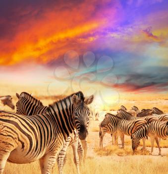 zebras at sunset