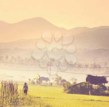 green fields in Indonesia