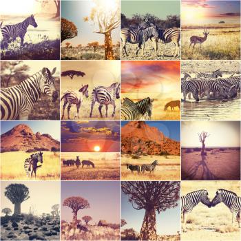 african safari collages