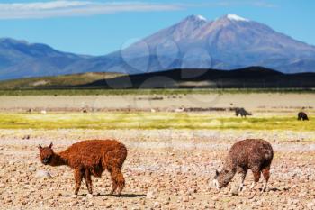 Llama in Bolivia