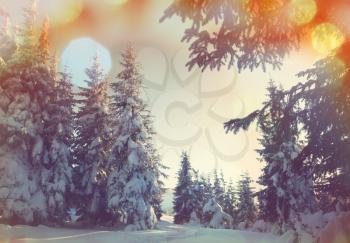 Winter forest