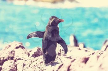 Magellanic Penguin (Spheniscus magellanicus) in Patagonia